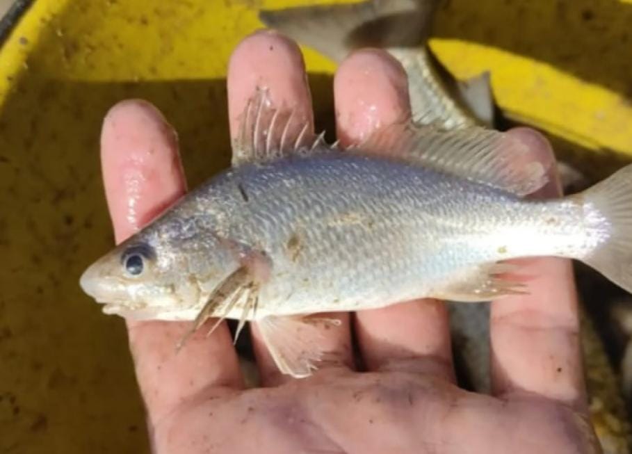 Estudo aponta deformações em peixes do litoral norte do ES 1001558180